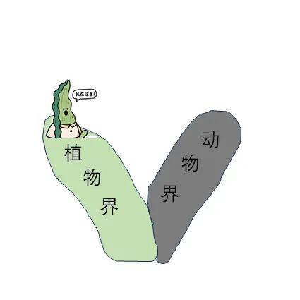 专业实盘配资 海带竟然不是植物？！那是个啥？
